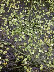 Ranunculus hederaceus