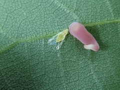 Caryomyia recurvata