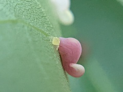 Caryomyia recurvata