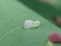 Caryomyia recurvata