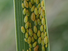Sipha elegans
