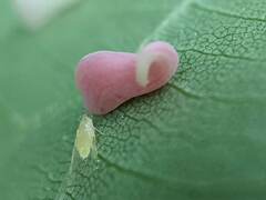 Caryomyia recurvata