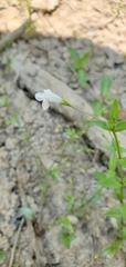 Lindernia anagallidea