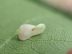 Caryomyia recurvata
