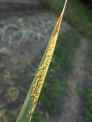 Sipha elegans