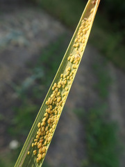 Sipha elegans