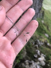 Poa glauca