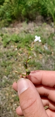Lindernia anagallidea