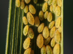 Sipha elegans