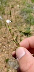 Lindernia anagallidea