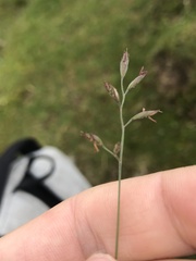 Poa glauca