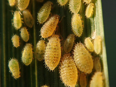 Sipha elegans