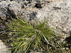 Carex deflexa