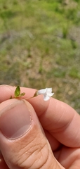 Lindernia anagallidea
