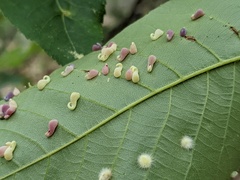 Caryomyia recurvata