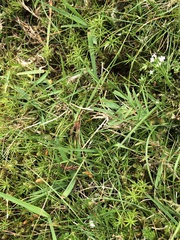 Poa glauca