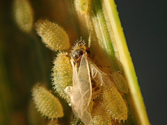 Sipha elegans