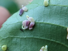 Caryomyia recurvata