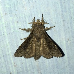 Euglyphis melancholica
