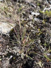 Agrostis mertensii