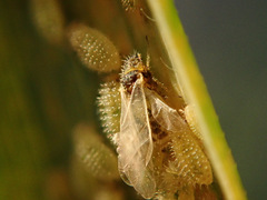 Sipha elegans