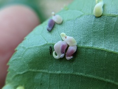Caryomyia recurvata