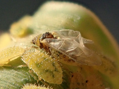 Sipha elegans