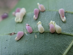 Caryomyia recurvata