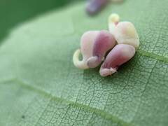 Caryomyia recurvata