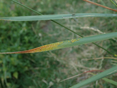 Sipha elegans