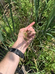 Scirpus pedicellatus