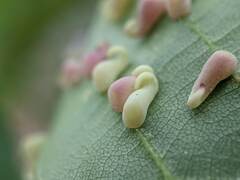 Caryomyia recurvata