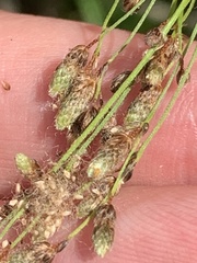 Scirpus pedicellatus