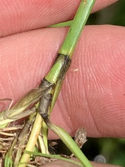 Scirpus pedicellatus