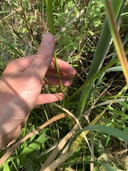 Scirpus pedicellatus