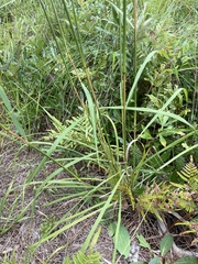 Sorghastrum elliottii