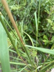 Sorghastrum elliottii