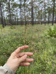Sorghastrum elliottii