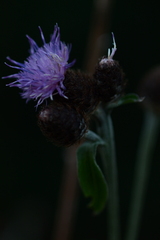Centaurea nemoralis