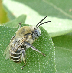 Anthophora walshii