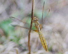 Crocothemis erythraea