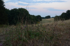 Centaurea nemoralis