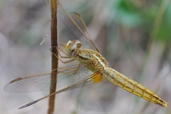Crocothemis erythraea