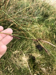 Carex laevigata