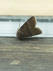 Mesoligia literosa