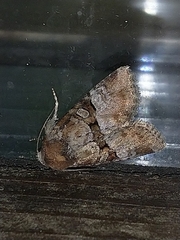 Mesoligia literosa