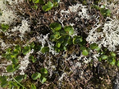Salix herbacea