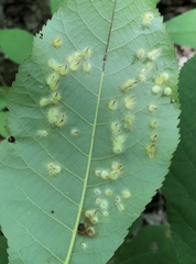 Phylloxera caryaefallax