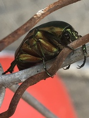 Cotinis nitida