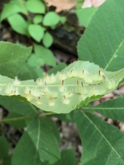 Phylloxera caryaefallax